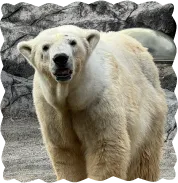 旭山動物園のホッキョクグマ