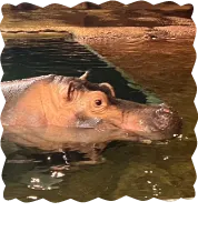 旭山動物園のカバ