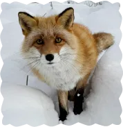 旭山動物園のキタキツネ