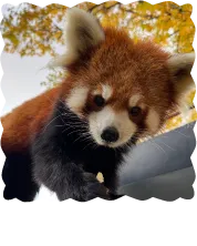 旭山動物園のシセンレッサーパンダ