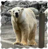 ホッキョクグマ