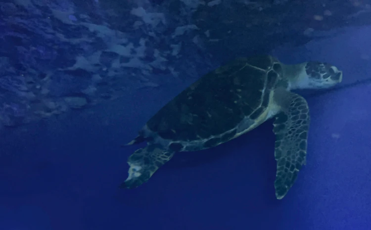 久慈地下水族科学館もぐらんぴあ