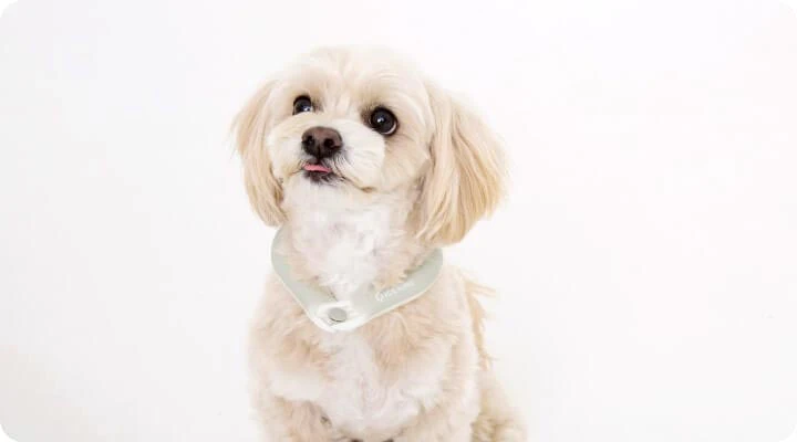 ペットにおすすめアイスリングアイテム