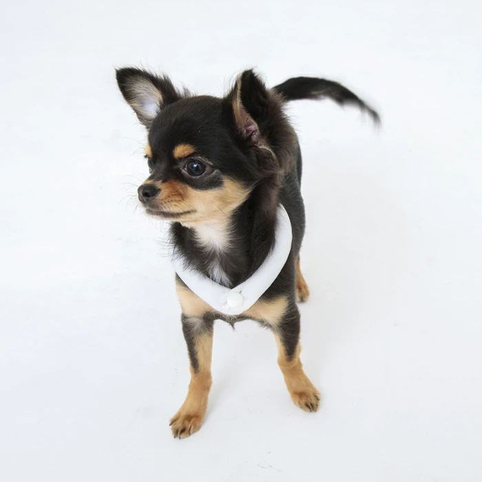 アイスリングPETS XXSサイズ