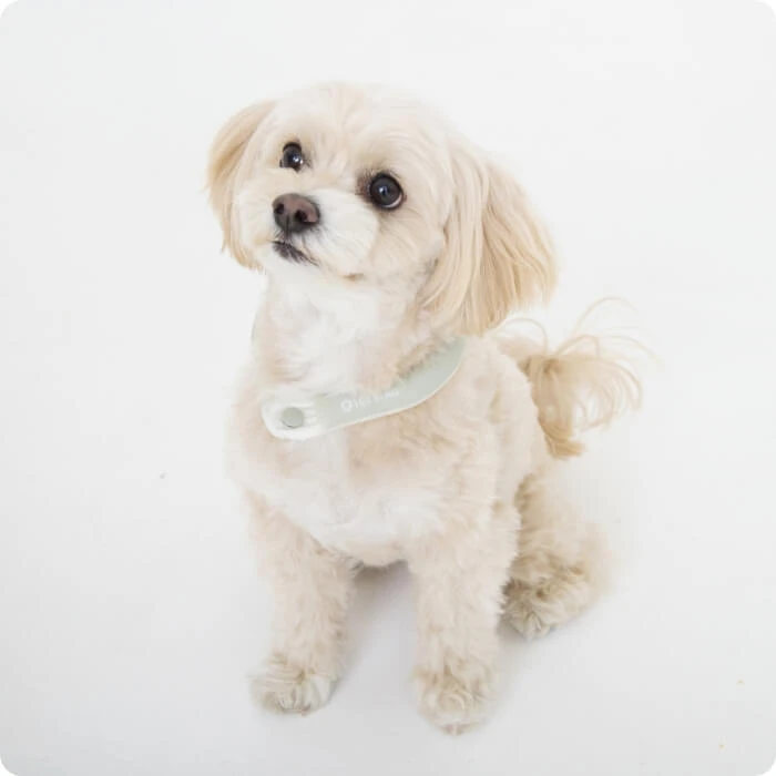 アイスリングPETS XSサイズ